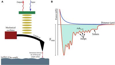 Atomic Force Microscopy (AFM) As a Surface Mapping Tool in Microorganisms Resistant Toward Antimicrobials: A Mini-Review